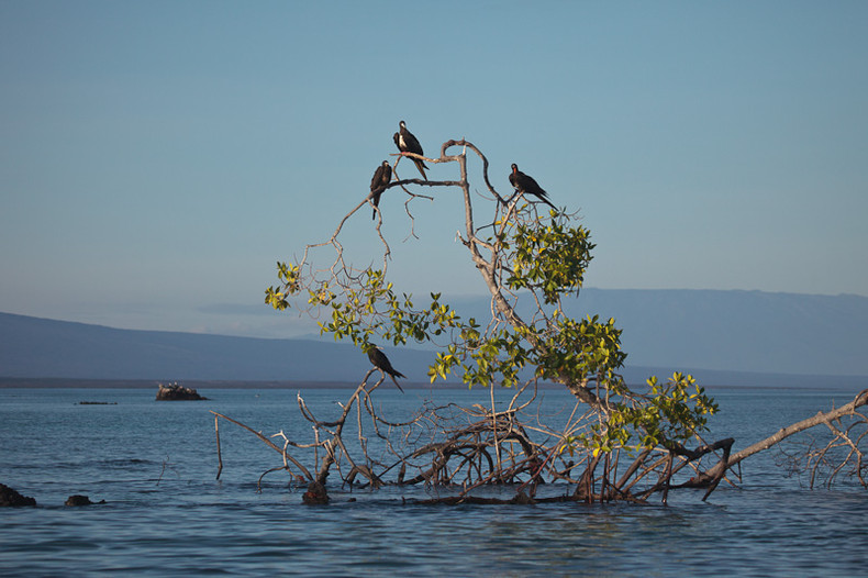 Frigate Bird