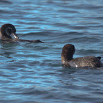 Galapagos Penguin