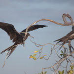 Frigate Bird