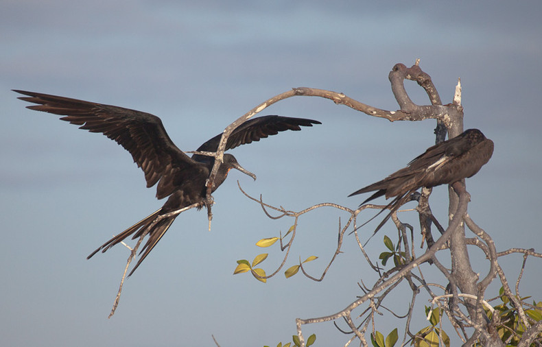 Frigate Bird