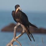 Frigate Bird