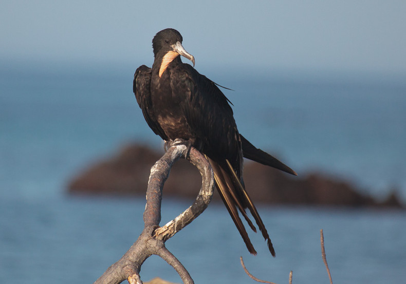 Frigate Bird