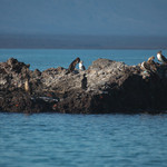 Blue-footed Boobie