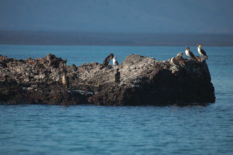 Blue-footed Boobie