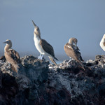 Blue-footed Boobie