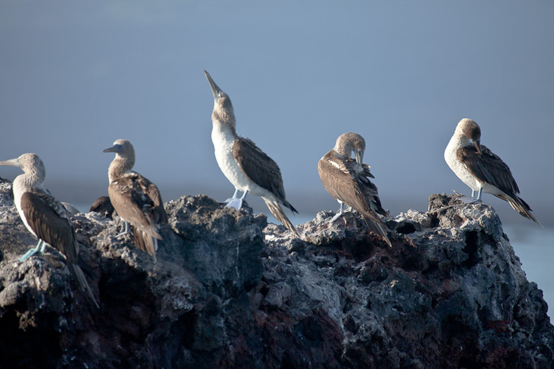 Blue-footed Boobie