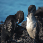 Flightless Cormorant