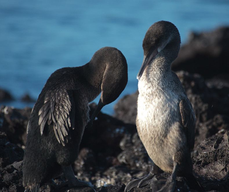 Flightless Cormorant