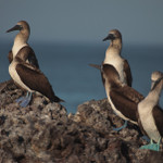 Blue-footed Boobie