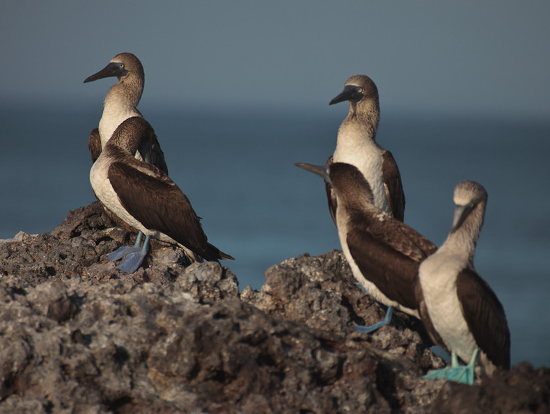 Blue-footed Boobie