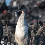 Flightless Cormorant