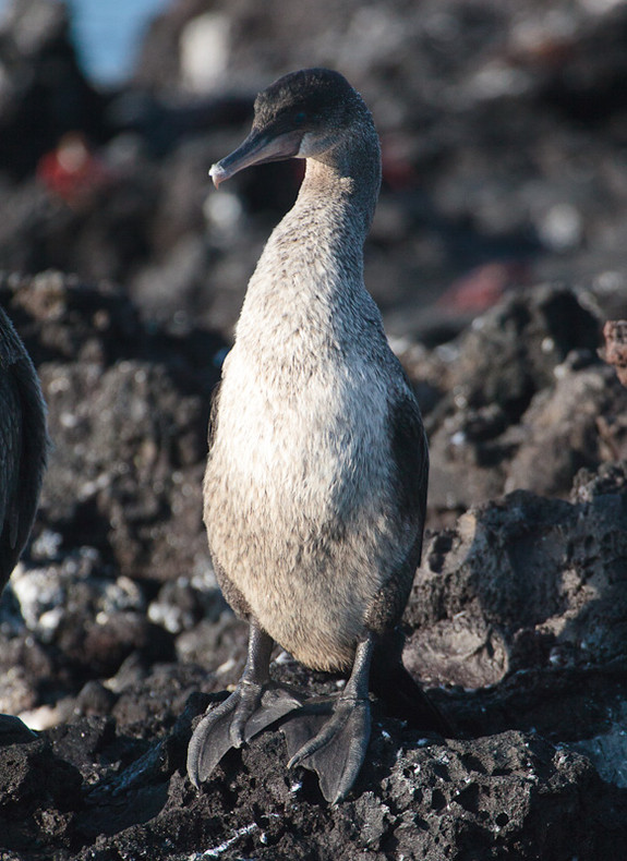 Flightless Cormorant