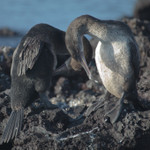 Flightless Cormorant