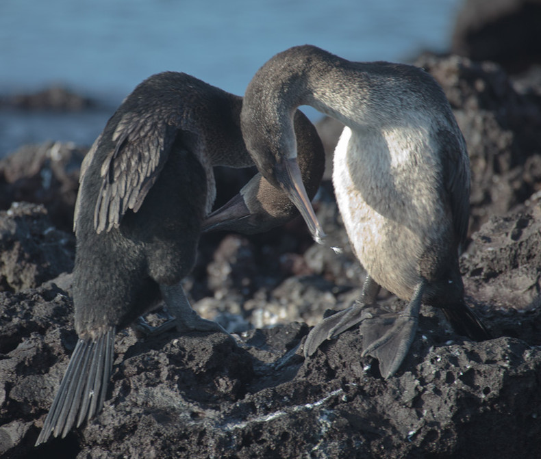 Flightless Cormorant