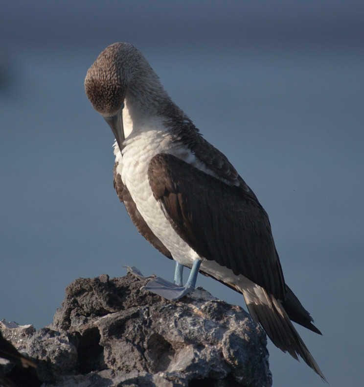 Flightless Cormorant