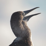 Blue-footed Boobie