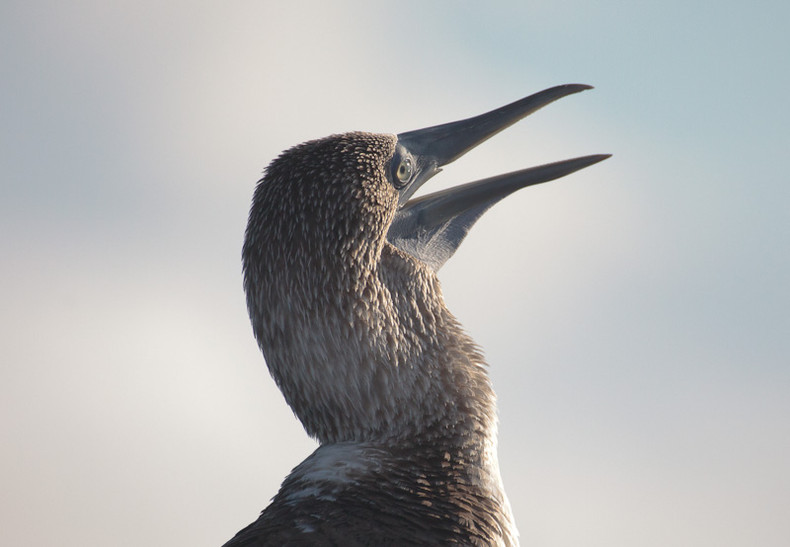 Blue-footed Boobie