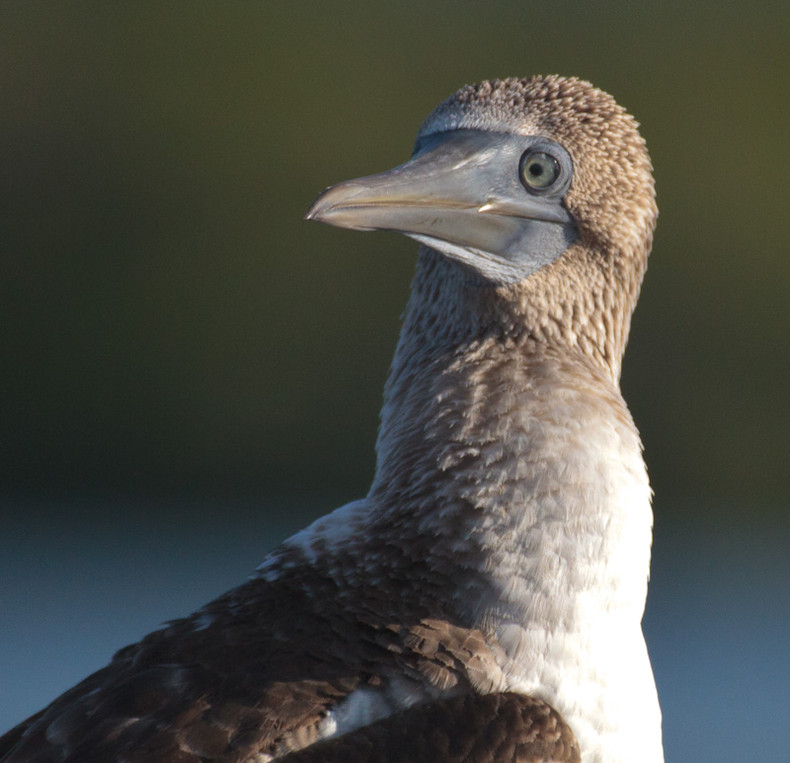 Blue-footed Boobie