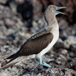 Blue-footed Boobie