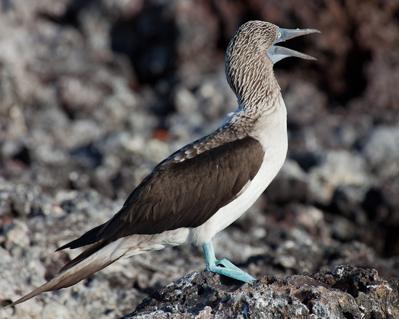 Blue-footed Boobie