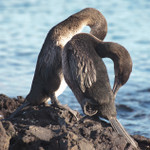 Flightless Cormorant