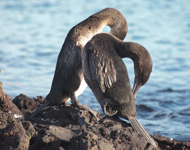 Flightless Cormorant