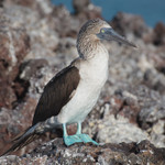 Blue-footed Boobie