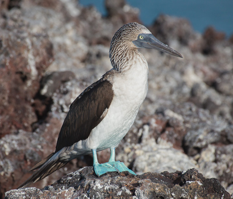 Blue-footed Boobie