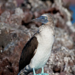 Blue-footed Boobie