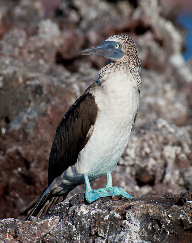 Blue-footed Boobie