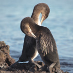 Flightless Cormorant