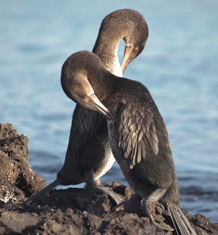 Flightless Cormorant