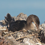 Flightless Cormorant