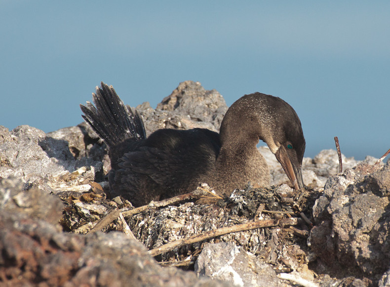 Flightless Cormorant