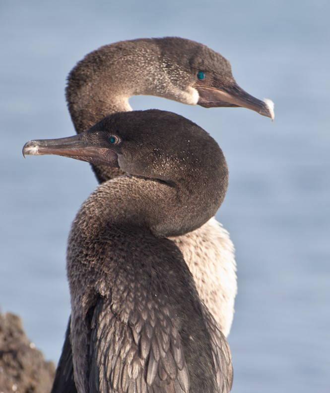 Flightless Cormorant