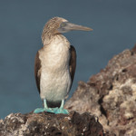 Blue-footed Boobie