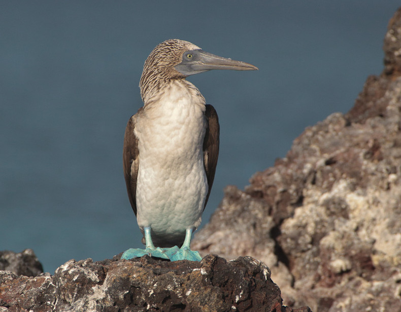 Blue-footed Boobie