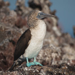 Blue-footed Boobie