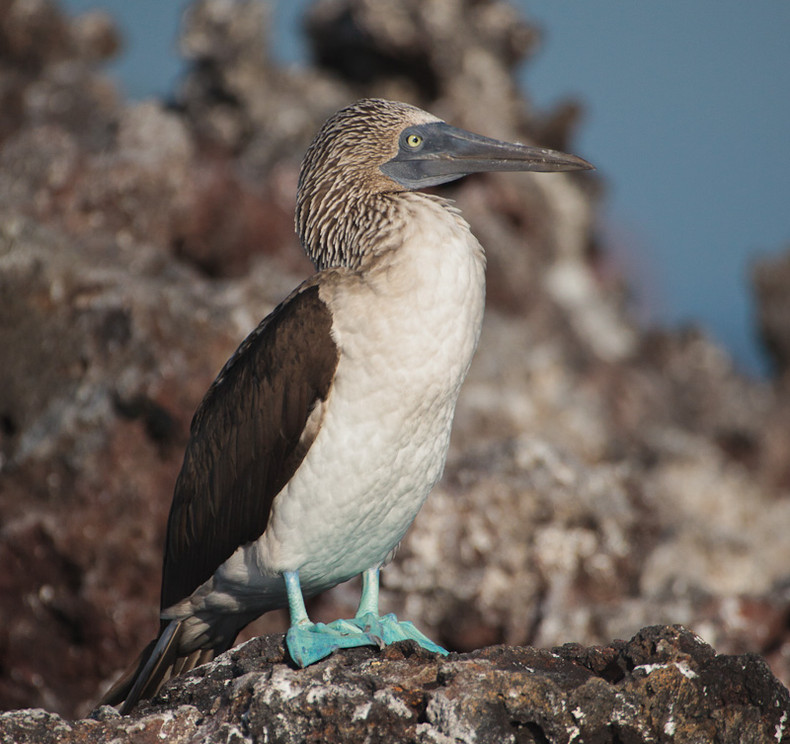 Blue-footed Boobie