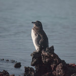 Galapagos Penguin