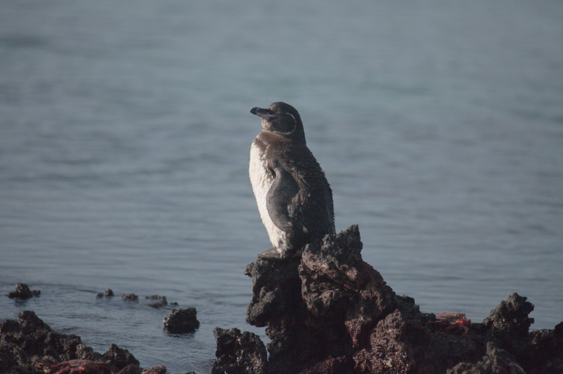 Galapagos Penguin