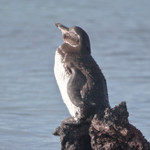 Galapagos Penguin