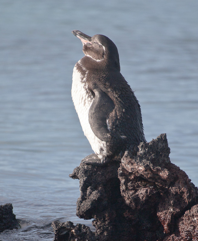 Galapagos Penguin