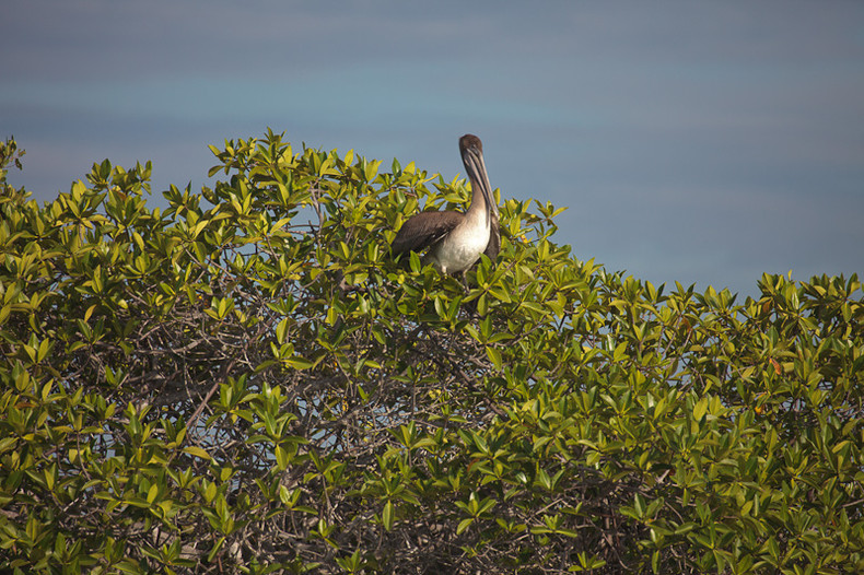 Pelican