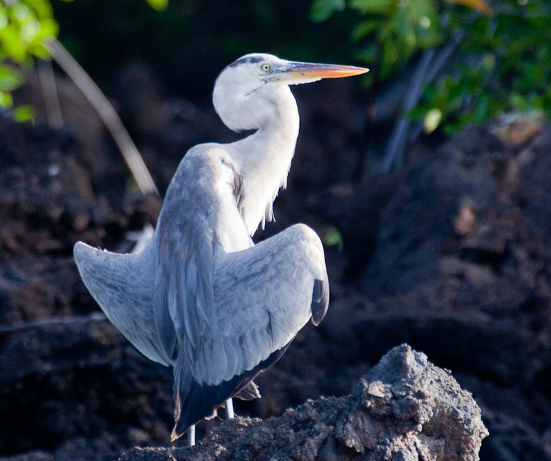 Great Blue Heron