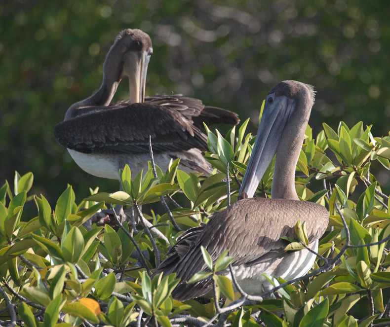 Pelican