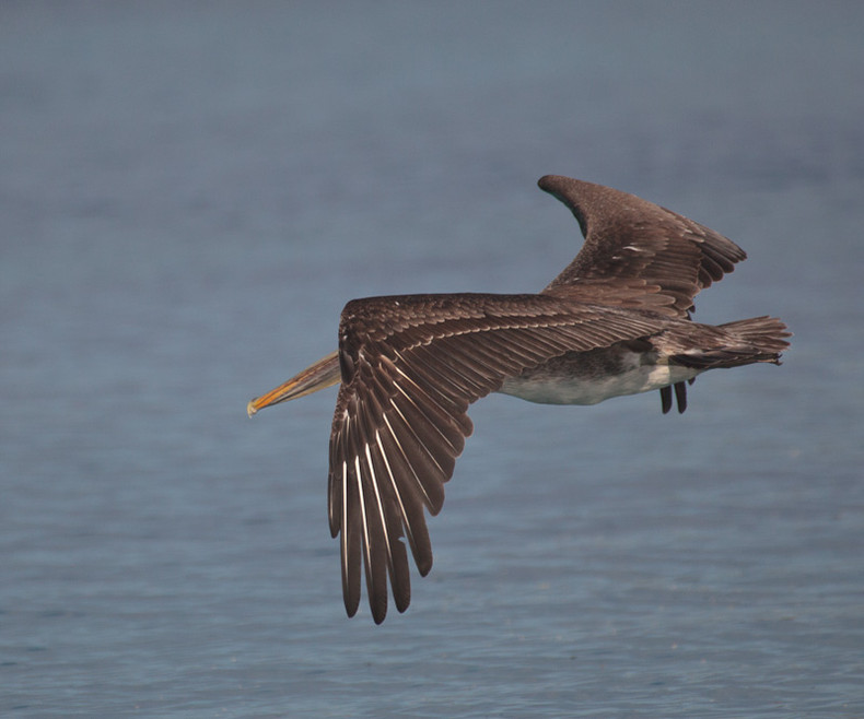 Pelican