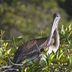 Pelican