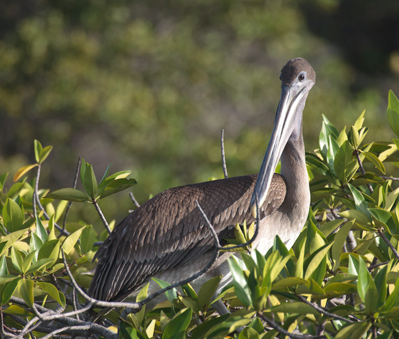 Pelican