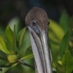 Pelican